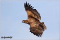 077_white-tailed_eagle