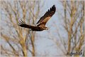 078_white-tailed_eagle