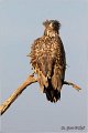 080_white-tailed_eagle