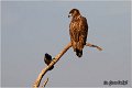 082_white-tailed_eagle