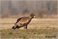 083_white-tailed_eagle