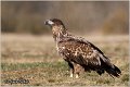 084_white-tailed_eagle