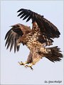 086_white-tailed_eagle