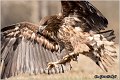 089_white-tailed_eagle