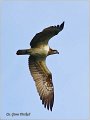 130_osprey