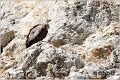 159_griffon_vulture