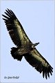 162_griffon_vulture