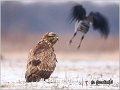 204_buzzard