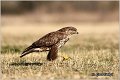 210_buzzard