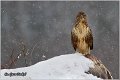 249_buzzard