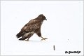 252_buzzard