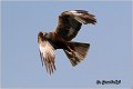 300_marsh_harrier