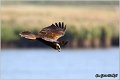 306_marsh_harrier