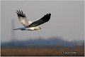 351_hen_harrier