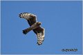 352_hen_harrier