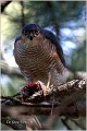 404_sparrowhawk