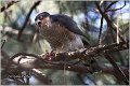 407_sparrowhawk