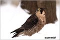 503_peregrine_falcon