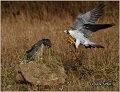 510_peregrine_falcon