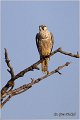 553_saker_falcon