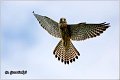 607_kestrel