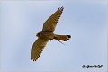 609_kestrel