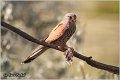 610_kestrel