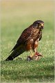 632_kestrel