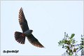651_red-footed_falcon