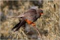 663_red-footed_falcon