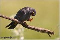 665_red-footed_falcon