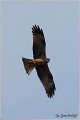 801_black_kite