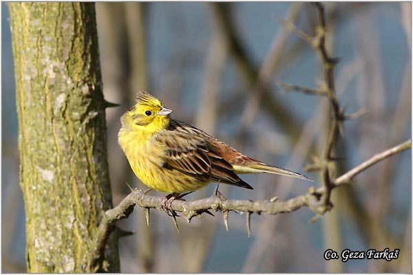 01_yellowhammer.jpg - Yellowhammer, Emberiza citrinella, Strnadica utovoljka, Mesto - Location: Fruka Gora, Serbia