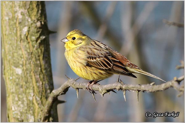 02_yellowhammer.jpg - Yellowhammer, Emberiza citrinella, Strnadica utovoljka, Mesto - Location: Fruka Gora, Serbia