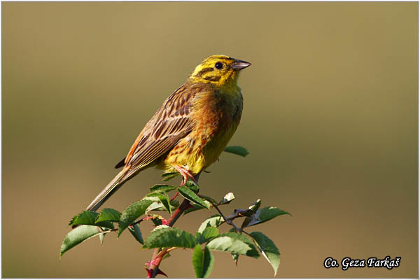 03_yellowhammer.jpg - Yellowhammer, Emberiza citrinella, Strnadica utovoljka, Mesto - Location: Mokra gora, Serbia