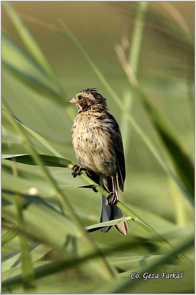 33_reed_bunting.jpg - Reed Bunting,  Emberiza schoeniclus, Moèvarna strnadica, Mesto - Location: Jegrièka river, Serbia