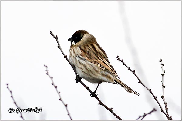 34_reed_bunting.jpg - Reed Bunting,  Emberiza schoeniclus, Moèvarna strnadica, Mesto - Location: Jegrièka river, Serbia