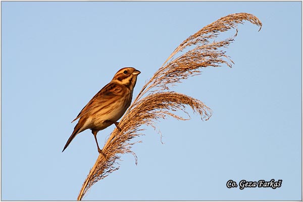 35_reed_bunting.jpg - Reed Bunting,  Emberiza schoeniclus, Mocvarna strnadica, Mesto - Location: Jegricka river, Serbia