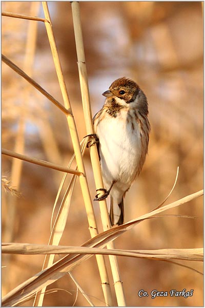 36_reed_bunting.jpg - Reed Bunting,  Emberiza schoeniclus, Mocvarna strnadica, Mesto - Location: Jegricka river, Serbia