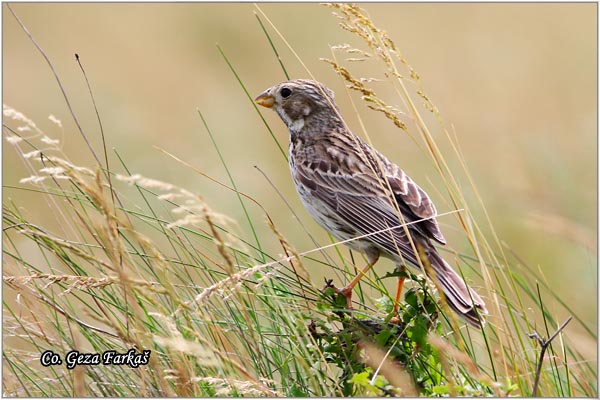 45_corn_bunting.jpg - Corn Bunting,  Miliaria calandra , Velika strnadica, Mesto - Location: Fruka gora, Serbia