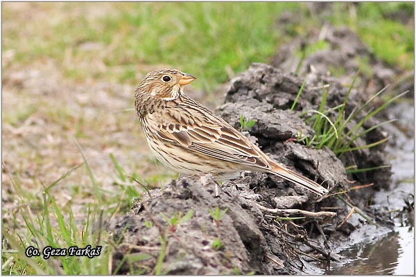 46_corn_bunting.jpg - Corn Bunting,  Miliaria calandra , Velika strnadica, Mesto - Location: Jegrièka river, Serbia