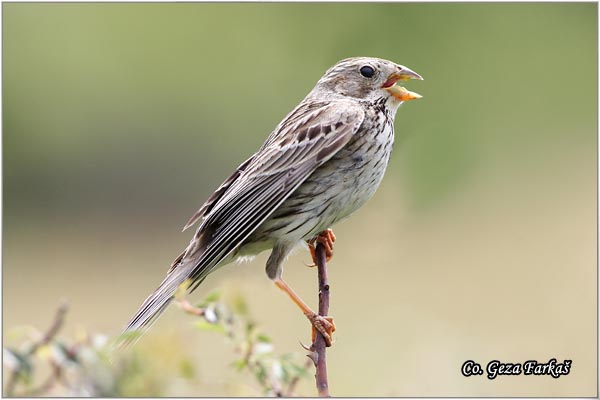 47_corn_bunting.jpg - Corn Bunting,  Miliaria calandra , Velika strnadica, Mesto - Location: Fruka gora, Serbia