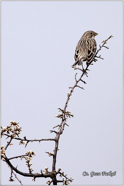 48_corn_bunting.jpg - Corn Bunting,  Miliaria calandra , Velika strnadica, Mesto - Location: Mokrin, Serbia