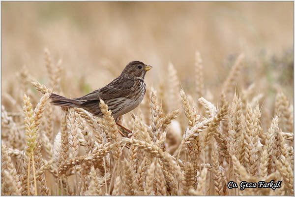 49_corn_bunting.jpg - Corn Bunting,  Miliaria calandra , Velika strnadica, Mesto - Location: Fruka gora, Serbia