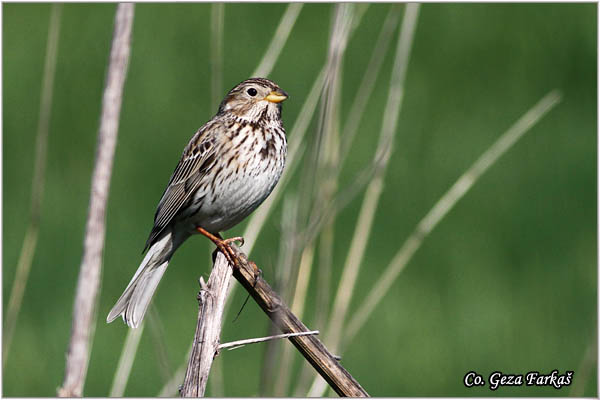 50_corn_bunting.jpg - Corn Bunting,  Miliaria calandra , Velika strnadica, Mesto - Location: Titelski breg, Serbia