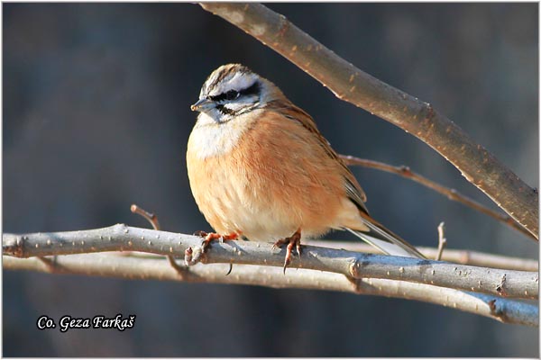 55_rock_bunting.jpg - Rock Bunting, Emberiza cia, Strnadica kamenjarka, Mesto Location: Ovcar banja, Serbia