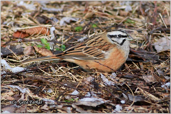 56_rock_bunting.jpg - Rock Bunting, Emberiza cia, Strnadica kamenjarka, Mesto Location: Ovcar banja, Serbia