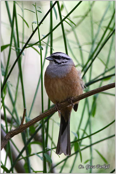 57_rock_bunting.jpg - Rock Bunting, Emberiza cia, Strnadica kamenjarka, Mesto Location: Estorial, Spain