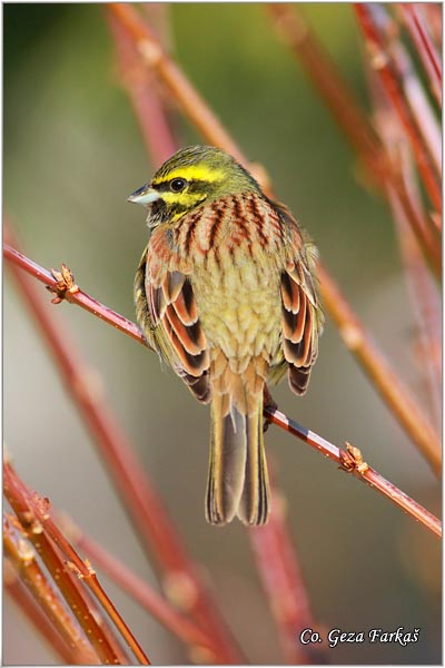 60_cirl_bunting.jpg - Cirl Bunting, Emberiza cirlus, Crnogrla strnadica, Location: Ovcar banja, Serbia