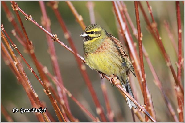 61_cirl_bunting.jpg - Cirl Bunting, Emberiza cirlus, Crnogrla strnadica, Location: Ovcar banja, Serbia